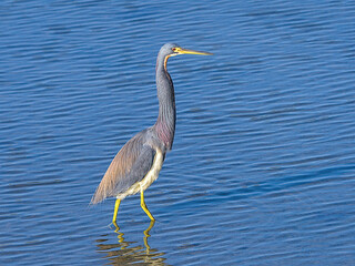 The tricolored heron, formerly known as the Louisiana heron, is a small species of heron native to coastal parts of the Americas. South Padre Island, Texas.
