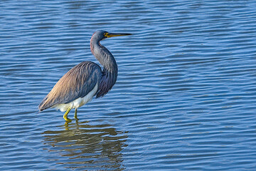 The tricolored heron, formerly known as the Louisiana heron, is a small species of heron native to coastal parts of the Americas. South Padre Island, Texas.
