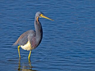 The tricolored heron, formerly known as the Louisiana heron, is a small species of heron native to coastal parts of the Americas. South Padre Island, Texas.