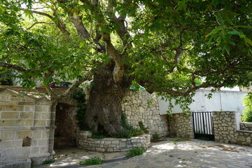 A very old tree in Crete, Greece - Beautiful tree in a cretan village