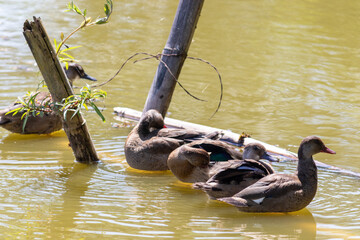 Brazilian Teal in the city park lake.