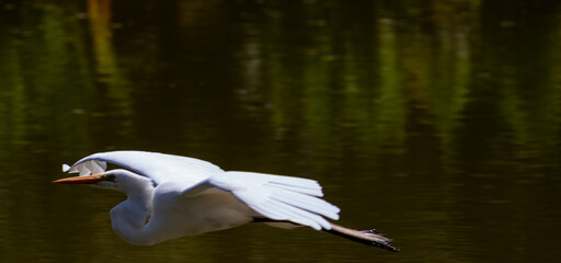 Naklejka premium Great Egret in Lake in São José dos Campos Park, Brazil. 