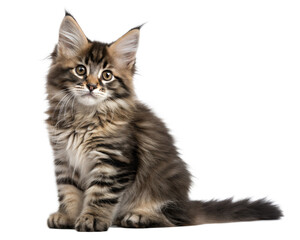 Fototapeta premium Norwegian forest kitten isolated on white background. Norwegian forest kitten sitting in front of white background. 