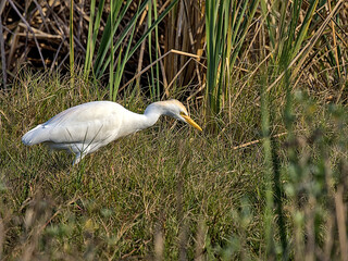 Egrets are herons, generally long-legged wading birds, that have white or buff plumage, developing fine plumes during the breeding season. South Padre Island, Texas.