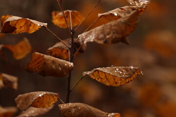 foglie nel bosco in autunno