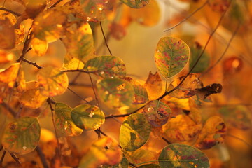 foglie nel bosco in autunno