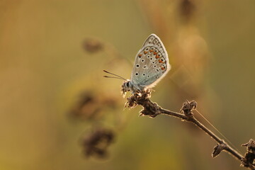 una farfalla licenide al tramonto