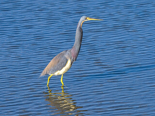 The tricolored heron, formerly known as the Louisiana heron, is a small species of heron native to coastal parts of the Americas. South Padre Island, Texas.