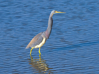 The tricolored heron, formerly known as the Louisiana heron, is a small species of heron native to coastal parts of the Americas. South Padre Island, Texas.