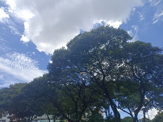 trees and clouds