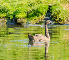 Obraz premium young mute swan (Cygnus olor) swimming