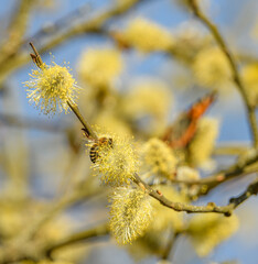 honey bee (Apis mellifera) on catkins in bloom
