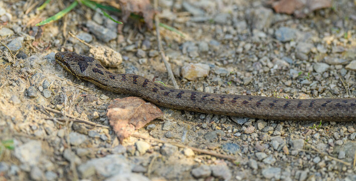 smooth snake (Coronella austriaca) on the ground