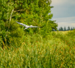 grey heron (Ardea cinerea) in flight over reeds