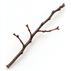 Fototapeta premium Dry willow tree branch macro shot white background, showcasing nature's details.