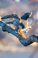 Peregrine falcon on branch