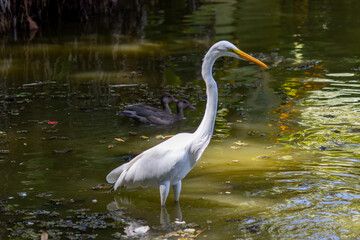 Great Egret in Lake in São José dos Campos Park, Brazil.	