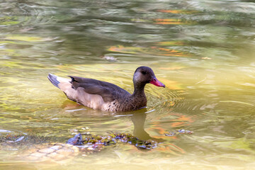 Brazilian Teal in the city park lake.	