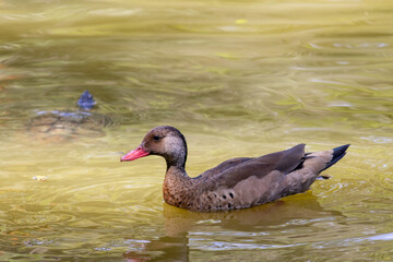 Brazilian Teal in the city park lake.	
