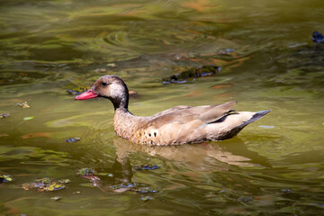 Brazilian Teal in the city park lake.