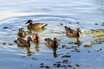 Brazilian Teal in the city park lake.