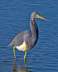 The tricolored heron, formerly known as the Louisiana heron, is a small species of heron native to coastal parts of the Americas. South Padre Island, Texas.