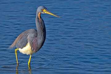 The tricolored heron, formerly known as the Louisiana heron, is a small species of heron native to coastal parts of the Americas. South Padre Island, Texas.