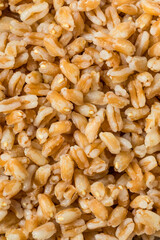 Organic Cooked Italian Farro Rice