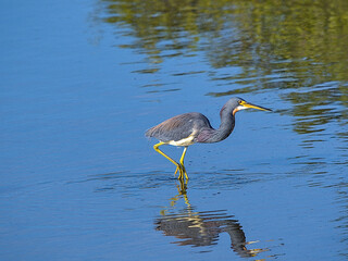 The tricolored heron, formerly known as the Louisiana heron, is a small species of heron native to coastal parts of the Americas. South Padre Island, Texas.