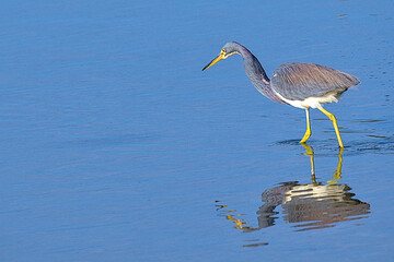 The tricolored heron, formerly known as the Louisiana heron, is a small species of heron native to coastal parts of the Americas. South Padre Island, Texas.