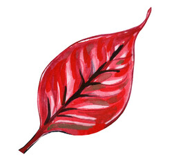 Watercolor illustration of a red leaf, a petal isolated on a white background.
