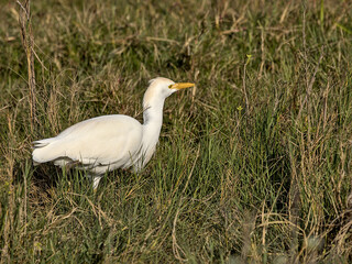 The short, thick-necked Western Cattle Egret spends most of its time in fields rather than streams. It forages at the feet of grazing cattle, head bobbing with each step. South Padre Island, Texas.