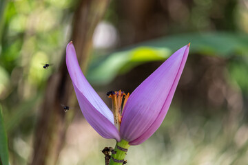 Flower and Fruits of Musa Ornata – The Exotic Beauty of the Ornamental Banana.