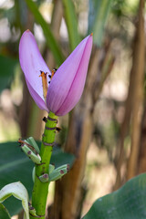 Flower and Fruits of Musa Ornata – The Exotic Beauty of the Ornamental Banana.