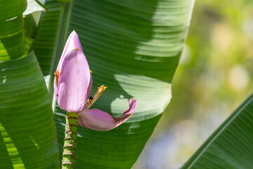 Flower and Fruits of Musa Ornata – The Exotic Beauty of the Ornamental Banana.