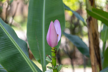 Flower and Fruits of Musa Ornata – The Exotic Beauty of the Ornamental Banana.