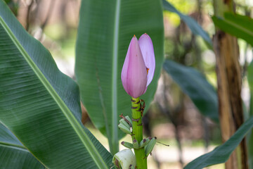 Flower and Fruits of Musa Ornata – The Exotic Beauty of the Ornamental Banana.	