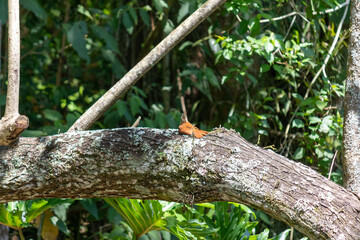 Narrow-billed Woodcreeper in its natural habitat.	