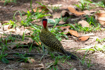 Green-barred Woodpecker (Colaptes melanochloros) in a natural environment.	
