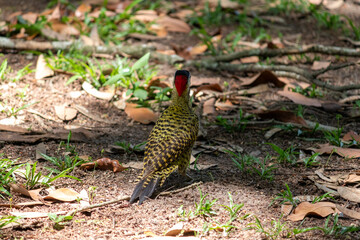 Green-barred Woodpecker (Colaptes melanochloros) in a natural environment.	