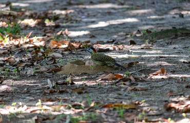 Green-barred Woodpecker (Colaptes melanochloros) in a natural environment.	