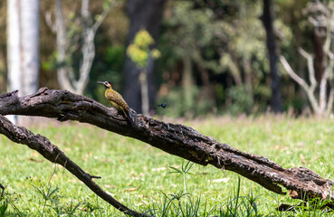 Green-barred Woodpecker (Colaptes melanochloros) in a natural environment.	
