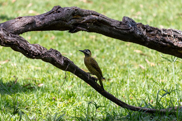 Green-barred Woodpecker (Colaptes melanochloros) in a natural environment.	