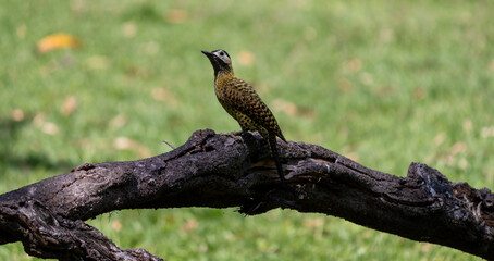 Green-barred Woodpecker (Colaptes melanochloros) in a natural environment.	