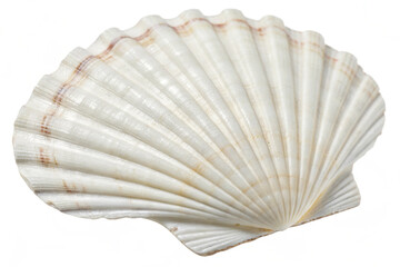 Elegant White Scalloped Seashell with Natural Patterns and Smooth Ridges – Transparent PNG, Isolated on White Background