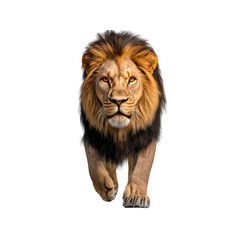 Obraz premium Majestic Male Lion Walking Towards the Camera - Powerful Wildlife Image