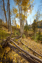 Aspens and Rail Fence Near Telluride, Colorado 7430
