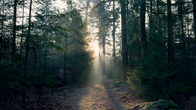 Morning sun illuminating misty forest path