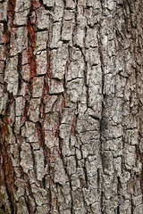 Close-up of Textured Tree Bark
