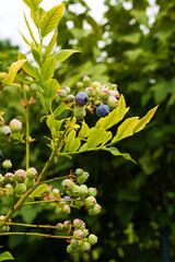 Blueberry Bush with Ripe and Unripe Berries